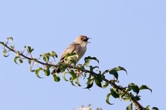 Cisticola