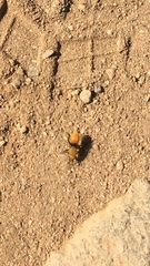 Dasymutilla californica
