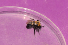 Melecta