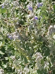 Salvia ballotiflora