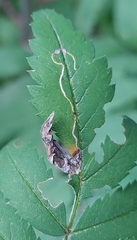 Lyonetia clerkella