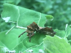 Limenitidinae