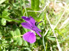 Bracteolatae