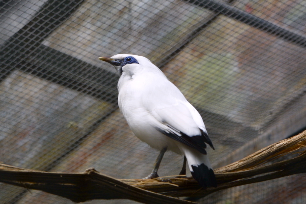 Leucopsar