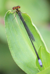Pseudagrion hageni