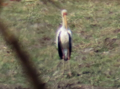 Mycteria ibis