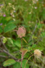 Geum triflorum