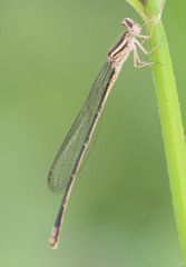 Pseudagrion
