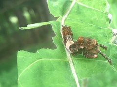Limenitidinae