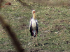 Mycteria ibis