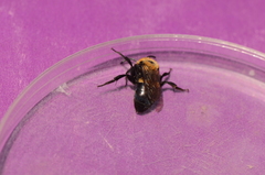 Melecta