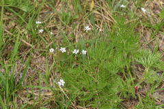 Eremogone capillaris
