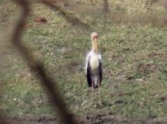 Mycteria ibis