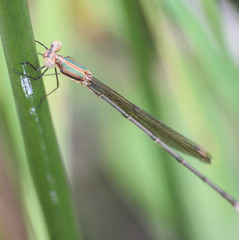 Lestes virgatus