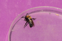 Melecta
