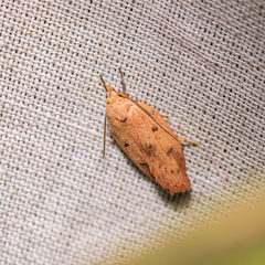 Machimia tentoriferella