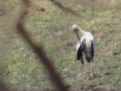 Mycteria ibis