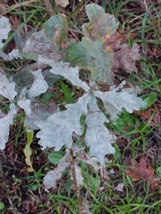 Erysiphe alphitoides