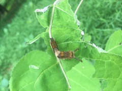 Limenitidinae
