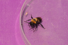 Melecta