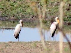 Mycteria ibis