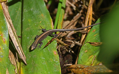 Pholidobolus vertebralis