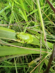 Hyla intermedia perrini
