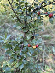 Cotoneaster divaricatus