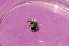 Anthophora
