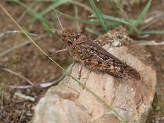 Angaracris barabensis