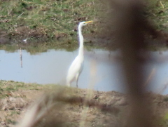 Ardea alba melanorhynchos