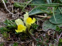 Linaria supina