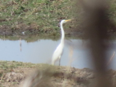 Ardea alba melanorhynchos