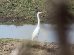 Ardea alba melanorhynchos