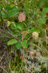Geum triflorum