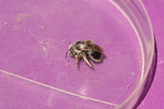 Anthophora