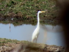 Ardea alba melanorhynchos
