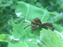 Limenitidinae