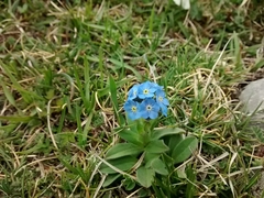 Myosotis alpestris