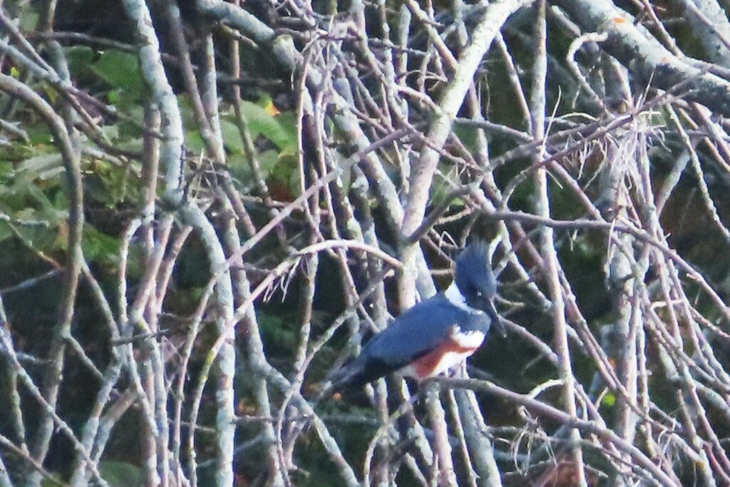 Belted Kingfisher from Île SaintJoseph, Laval, QC H7J, Canada on