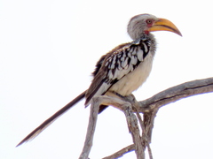 Tockus leucomelas leucomelas