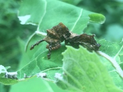Limenitidinae