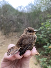 Troglodytes pacificus