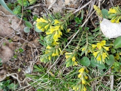 Thymelaea