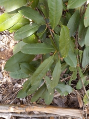 Photinia serratifolia