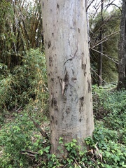 Eucalyptus tereticornis