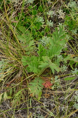 Geum triflorum