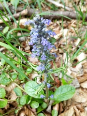 Ajuga reptans