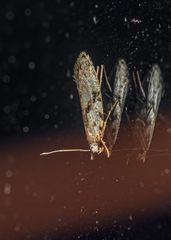 Nemapogon auropulvella