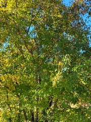 Acer ginnala